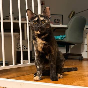 Frida Kahlo -  Domestic Short Hair Cat for Adoption in Philadelphia, Pennsylvania - Frida Kahlo | PetCurious
