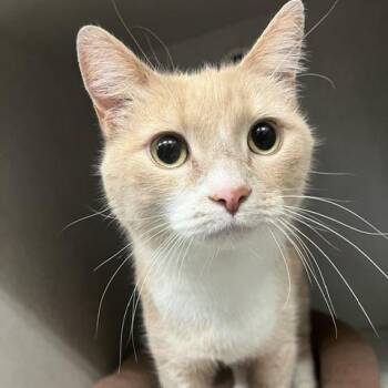 Chance -  Domestic Short Hair Cat for Adoption in Dayton, Ohio - Chance | PetCurious