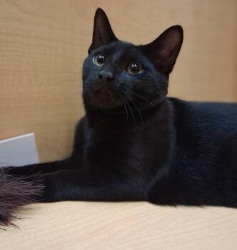 Sweet Kirkland -  Domestic Short Hair Cat for Adoption in Cuyahoga Falls, Ohio - Sweet Kirkland | PetCurious