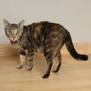 Rescue Domestic Short Hair Cats for Adoption in Minnetonka, Minnesota - Stormy C66537 | PetCurious