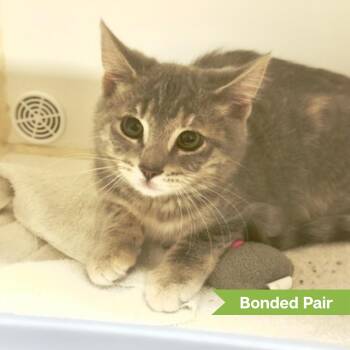 Quinn (bonded with Queenie) -  Domestic Short Hair Cat for Adoption in Reisterstown, Maryland - Quinn (bonded With Queenie) | PetCurious