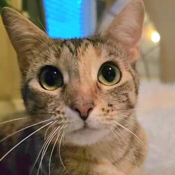 Rhiannon -  Domestic Short Hair Cat for Adoption in Cumming, Georgia - Rhiannon | PetCurious