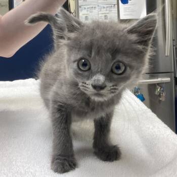 Wispy Business -  Domestic Short Hair Cat for Adoption in Galveston, Texas - Wispy Business | PetCurious