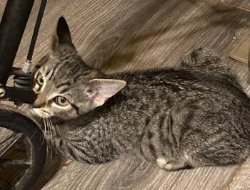 Scout -  Domestic Short Hair Cat for Adoption in Breinigsville, Pennsylvania - Scout | PetCurious