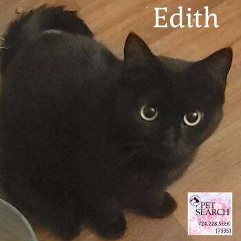 Rescue Domestic Short Hair Cats for Adoption in Washington, Pennsylvania - Edith | PetCurious