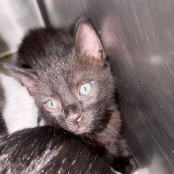 Lotus -  Domestic Short Hair Cat for Adoption in Lake Jackson, Texas - Lotus | PetCurious