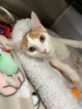 Rescue Domestic Short Hair Cats for Adoption in Hilton Head Island, South Carolina - Alani | PetCurious