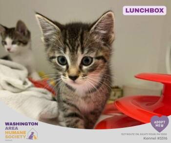 Lunchbox -  Domestic Short Hair Cat for Adoption in Eighty Four, Pennsylvania - Lunchbox | PetCurious