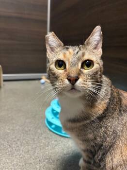 Ava -  Torbie Cat for Adoption in Burnaby, British Columbia - Ava | PetCurious