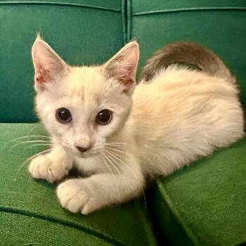 Buttercup -  Turkish Van Cat for Adoption in League City, Texas - Buttercup | PetCurious