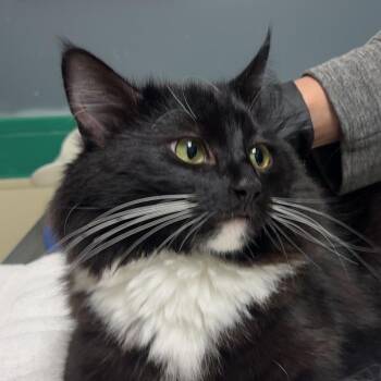 Joey Joe Joe -  Domestic Short Hair Cat for Adoption in Lakewood, Colorado - Joey Joe Joe | PetCurious