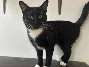 Rescue Domestic Short Hair Cats for Adoption in Mauston, Wisconsin - Bootsie | PetCurious