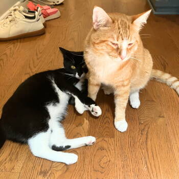 Rescue Domestic Short Hair Cats for Adoption - Tony The Tiger & Elroy Perez | PetCurious