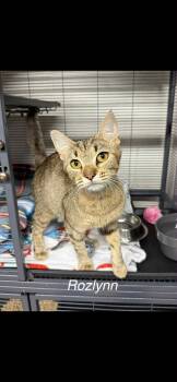 Rescue Domestic Short Hair Cats for Adoption in Mount Airy, North Carolina - Rozlynn | PetCurious
