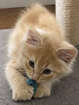 Crawford -  Domestic Short Hair Cat Available for Adoption in Sioux Falls, South Dakota - Crawford | PetCurious