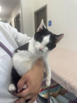Nemew -  Domestic Short Hair Cat for Adoption in Hilton Head Island, South Carolina - Nemew | PetCurious