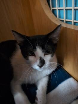 Rescue Domestic Short Hair Cats for Adoption in Honolulu, Hawaii - Cashew | PetCurious