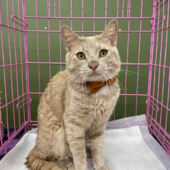Danny Zuko -  Domestic Short Hair Cat for Adoption - Danny Zuko | PetCurious