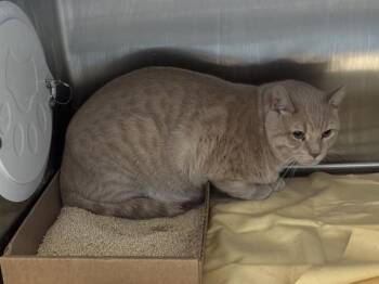 Baby Man -  Domestic Short Hair Cat for Adoption - Baby Man | PetCurious