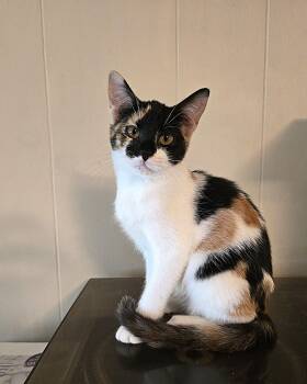 Rescue Domestic Short Hair Cats for Adoption in Wilmington, North Carolina - Skye | PetCurious