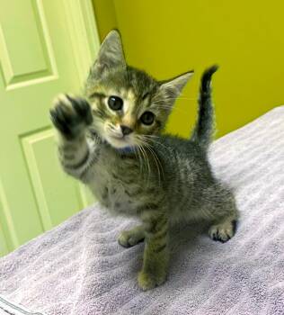 Rescue Domestic Short Hair Cats for Adoption in Columbia, Kentucky - Figgy Smalls | PetCurious