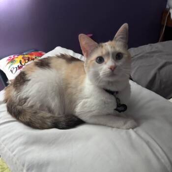 Priscilla -  Domestic Short Hair and Siamese Cat for Adoption in Columbus, Indiana - Priscilla | PetCurious