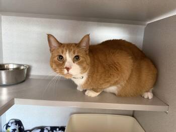 Sammy -  Domestic Short Hair Cat for Adoption in Des Moines, Iowa - Sammy | PetCurious