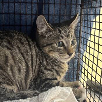 Buggie -  Domestic Short Hair Cat for Adoption in Pasadena, California - Buggie | PetCurious