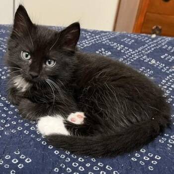 Griffin -  Domestic Medium Hair Cat for Adoption in Cumming, Georgia - Griffin | PetCurious