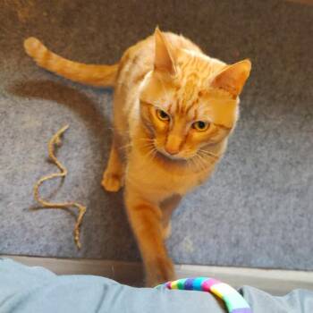 Domestic Short Hair Cats Available for Adoption in Wakefield, Massachusetts - Hominy | PetCurious