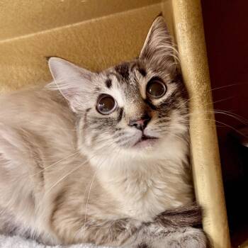 Siamese Cats Available for Adoption in Sonora, California - Norma Jean | PetCurious