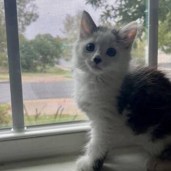 Cyrus -  Domestic Medium Hair Cat for Adoption in Potomac, Maryland - Cyrus | PetCurious