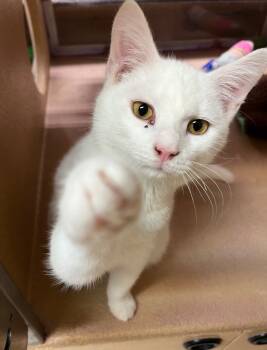 Rescue Domestic Short Hair Cats for Adoption in Camp Hill, Pennsylvania - Snow Cone | PetCurious
