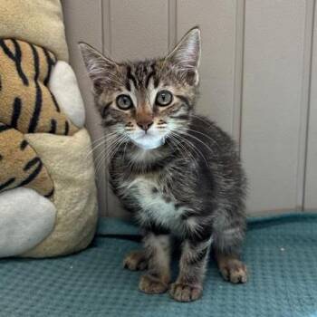 Plitvice -  Domestic Short Hair Cat for Adoption in Long Beach, California - Plitvice | PetCurious