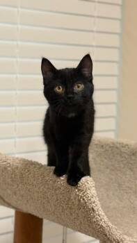 Blair -  Domestic Short Hair Cat for Adoption in Millcreek, Utah - Blair | PetCurious