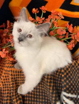 5/24/26 Strata -  Domestic Medium Hair Cat for Adoption in Stillwater, Oklahoma - 5/24/26 Strata | PetCurious