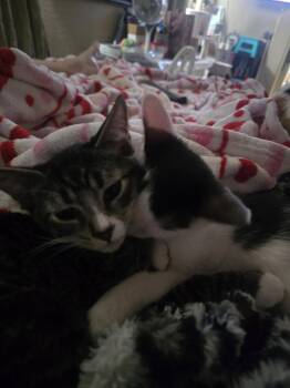 Jack -  Domestic Short Hair Cat for Adoption in Glendale, Arizona - Jack | PetCurious