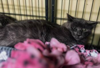 Rescue Domestic Medium Hair Cats for Adoption in Auburn, Indiana - Body Shot | PetCurious