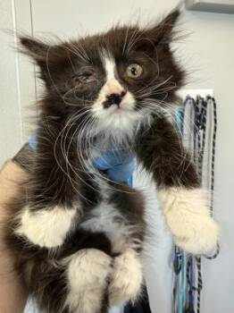 Ketchup -  Domestic Long Hair and Domestic Short Hair Cat for Adoption in Lafayette, Indiana - Ketchup | PetCurious