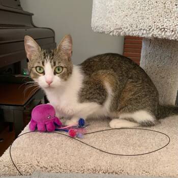 Rescue Domestic Short Hair Cats for Adoption in Riverside, California - Omelette | PetCurious