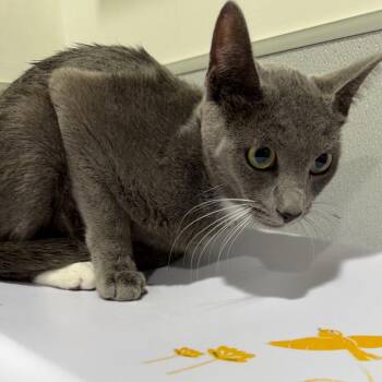 Armani -  Domestic Short Hair Cat for Adoption in Tampa, Florida - Armani | PetCurious