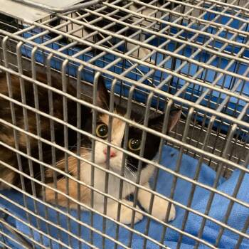 Dora -  Domestic Short Hair Cat for Adoption in Montgomery, Alabama - Dora | PetCurious