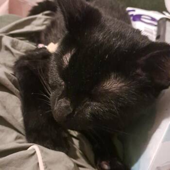 Razorblade aka Bug -  Domestic Short Hair Cat for Adoption in Aspinwall, Pennsylvania - Razorblade Aka Bug | PetCurious