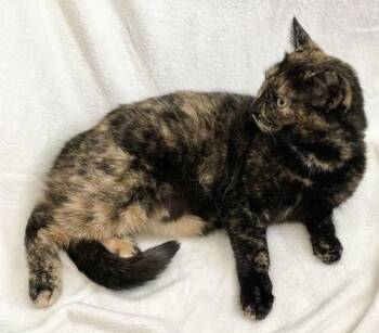 Domestic Short Hair Cats Available for Adoption - Ginger | PetCurious