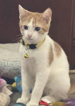 LANE -  Domestic Short Hair Cat for Adoption in Westminster, Maryland - LANE | PetCurious