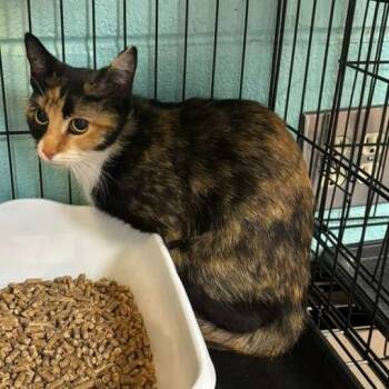 Rescue Domestic Short Hair Cats for Adoption in Gadsden, Alabama - Cynthia | PetCurious