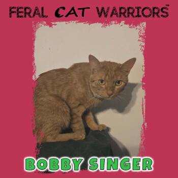Bobby Singer -  Domestic Short Hair Cat for Adoption in Kingman, Arizona - Bobby Singer | PetCurious