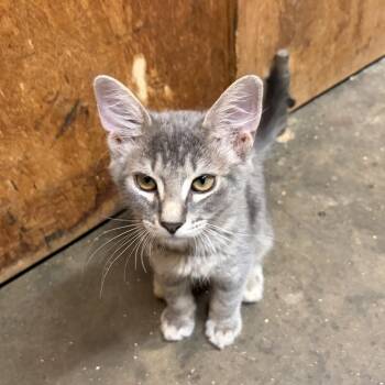 Wendy -  Domestic Medium Hair Cat for Adoption in Belmont, North Carolina - Wendy | PetCurious