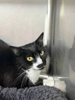 Rescue Domestic Short Hair Cats for Adoption in Sunrise, Florida - Tessie | PetCurious