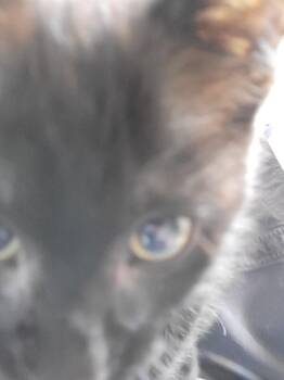 Gasket faint tabby stripes under black coat -  Domestic Short Hair Cat Available for Adoption in Diamond Springs, California - Gasket Faint Tabby Stripes Under Black Coat | PetCurious
